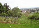 DSC02044
